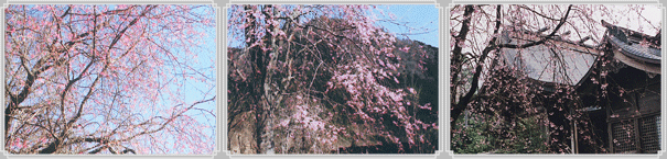 桜イメージ